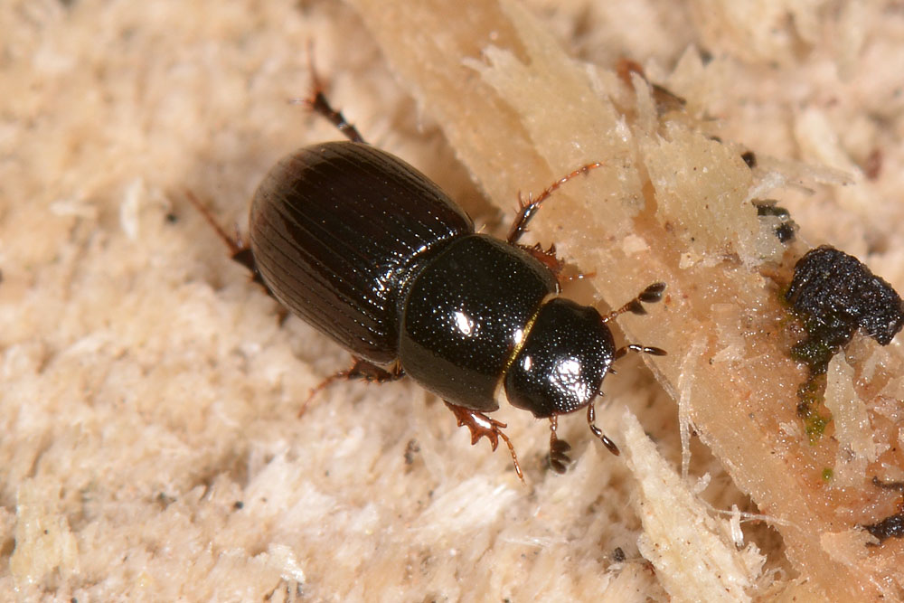 Aphodiidae: Planolinus sp. opp. Planolinoides sp.